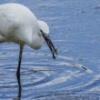 Aigrette garzette pêchant une écrevisse